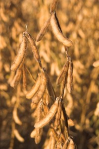 http://www.dreamstime.com/stock-photos-soybeans-image1322813